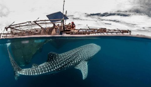 Whale shark Labuan Jambnu Sumbawa