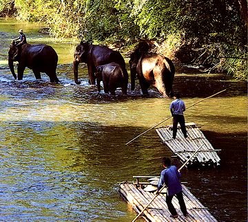 thailand elephant