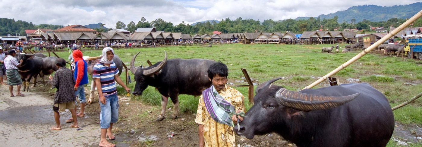 Sulawesi