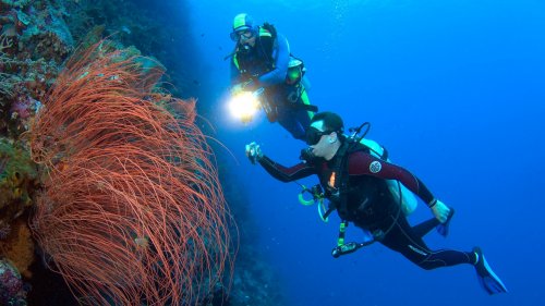 Wakatobi diving