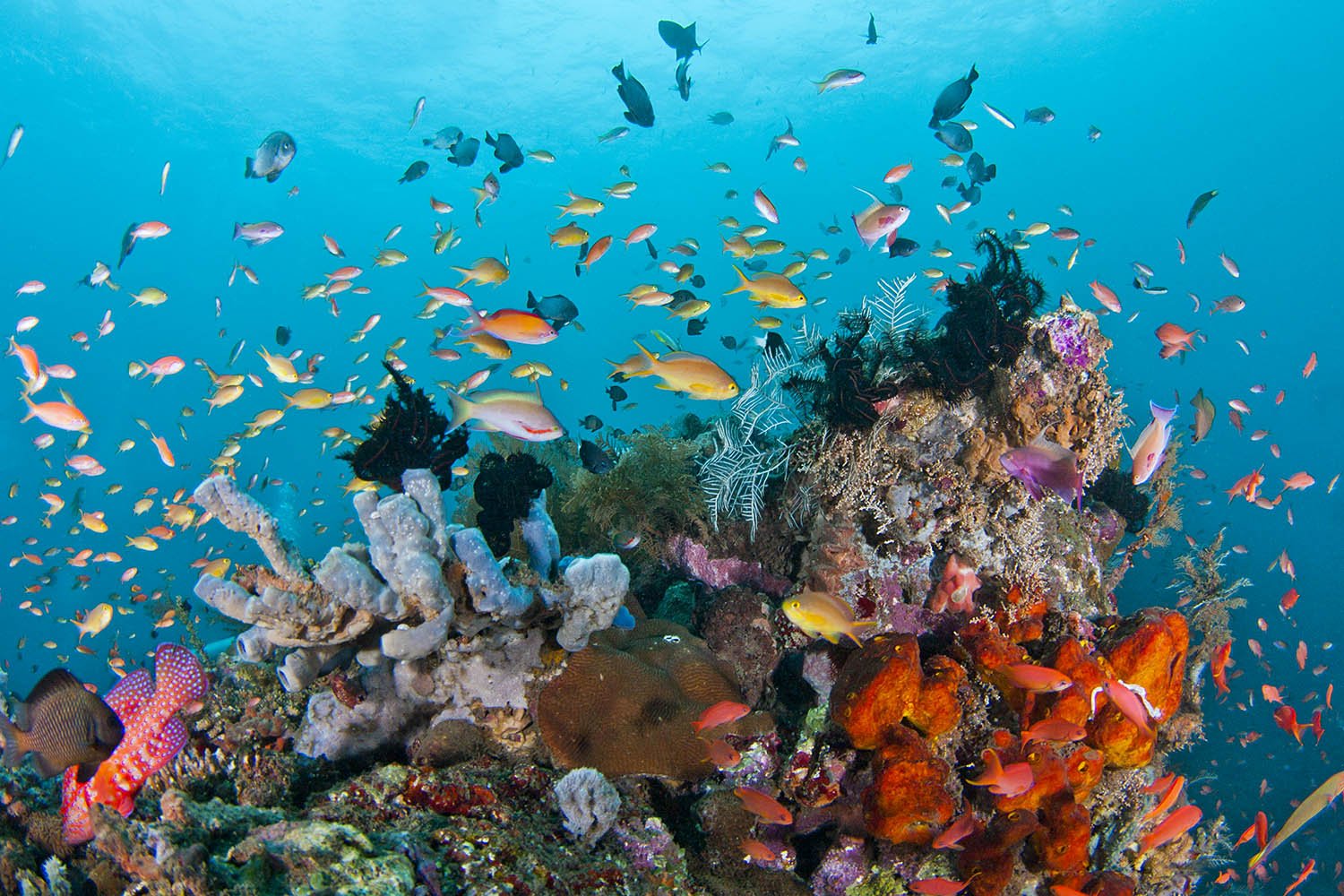 Komodo snorkling