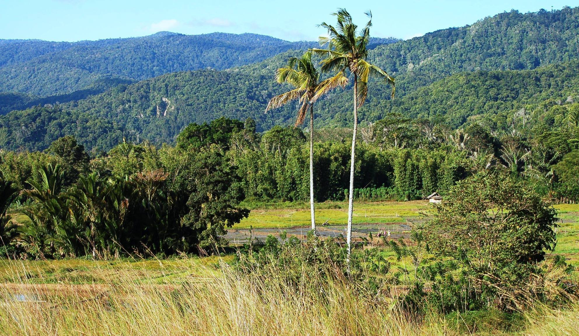 Lore Lindu national park