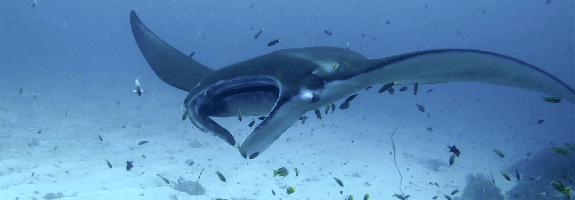 Manta