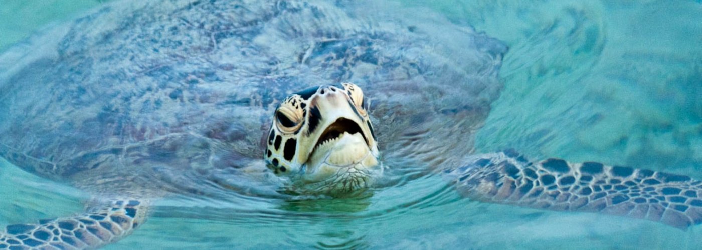 Turtle Derawan