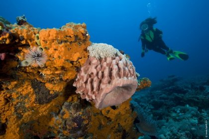 Gili diving - Hans reef