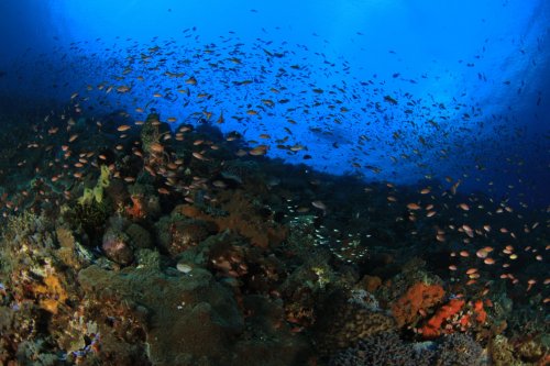 Alor under water