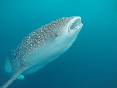 Triton bay whale shark