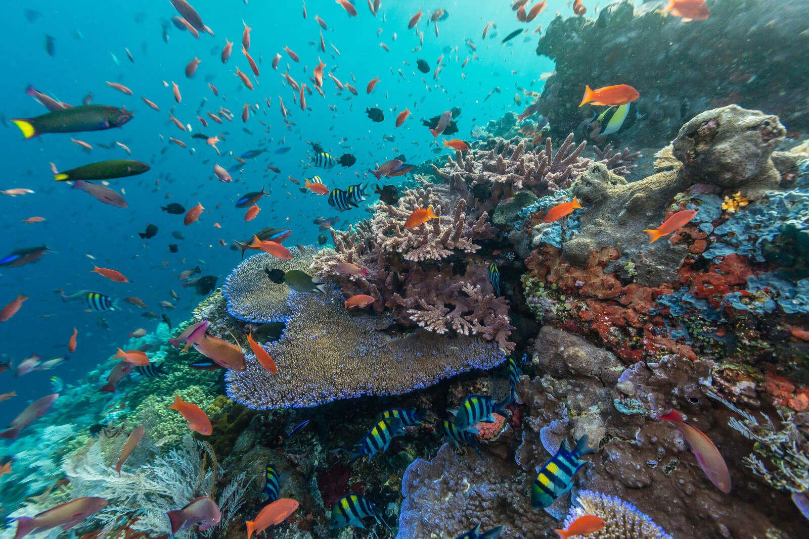 Bowl Komodo Np Underwater Scenic of Fish and Coral Toggle Switch 3dRose lsp_188451_1 Indonesia 