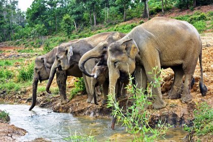 Barumun Nagari Wildlife Sanctuary