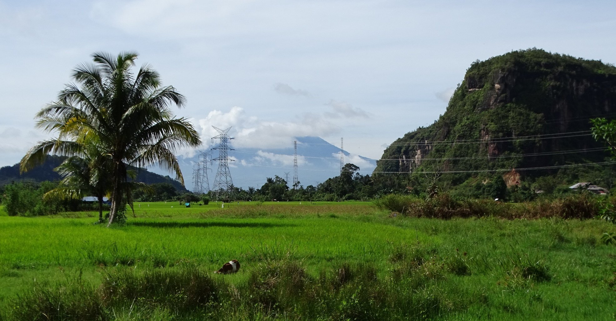 Harau - Foto: commons.wikimedia - Riri in nature