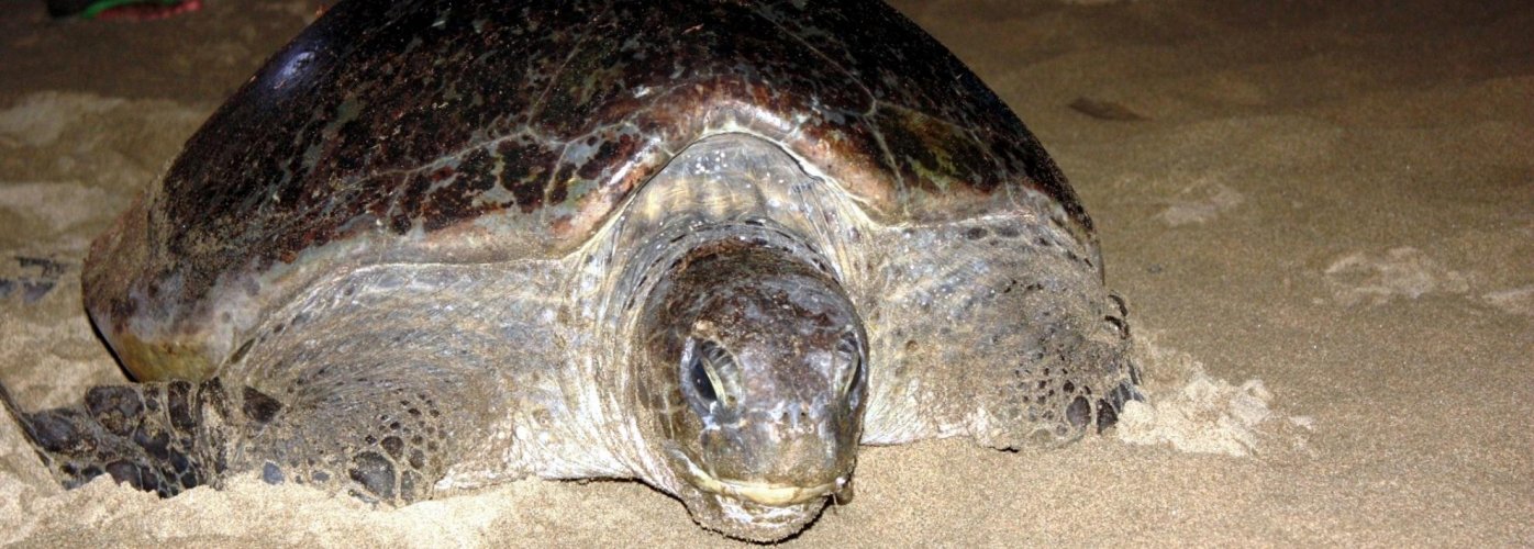 Java Sukamade turtle